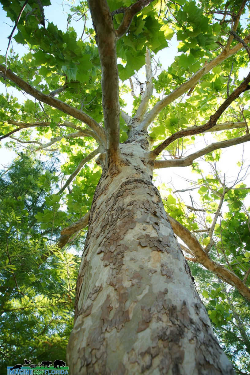 SycamoreTrees.co.uk